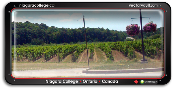 niagara college vineyard